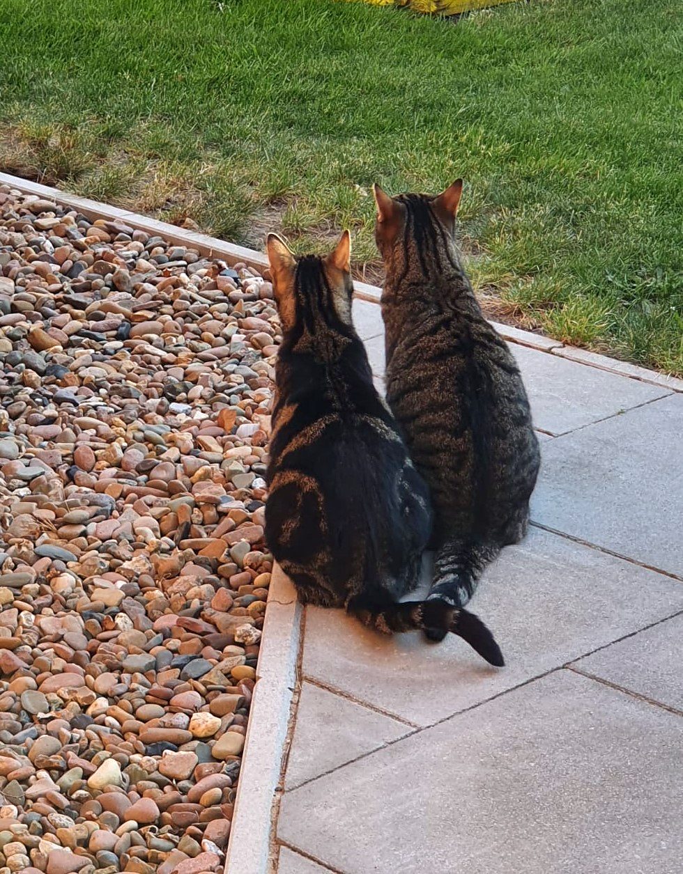 Die Hauskatzen Jeanny und Chico im Garten