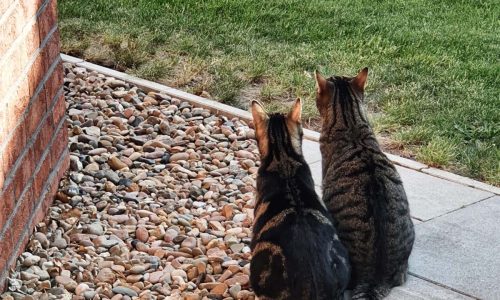 Katzen